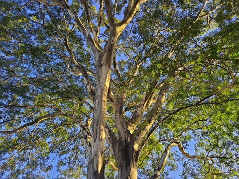 Libidibia ferrea, sunlit, commonly known as pau-ferro, Juc&aacute;, pau-ferro, morado or leopard. It is native to Brazil and Bolivia. The previous classification was Caesalpinia. Used as a natural remedy.