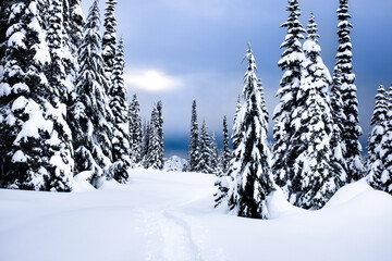 Snowy blue sky in Mount Rainier