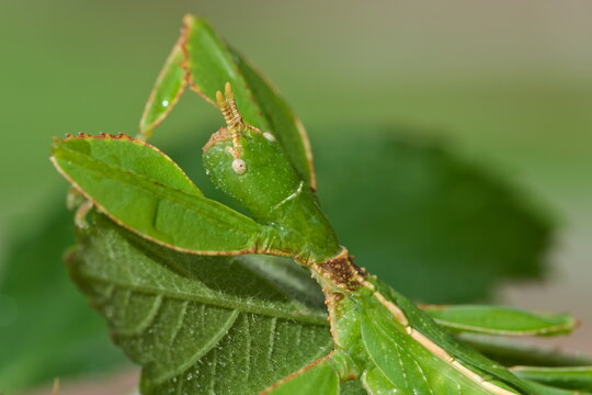 Detail of eye and antenna of leaf insect Phyllium. Young nymph few months old. Ideal terrarium pet for children. 