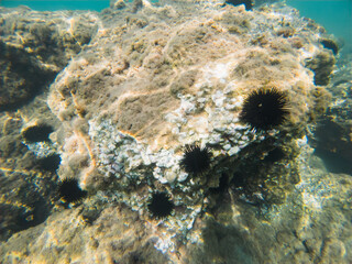 Naklejka na ściany i meble Sea urchins on a rocky bottom underwater in Greece.