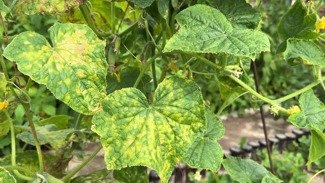 Cucumber leaves infected by downy mildew or Pseudoperonospora cubensis in the garden, close-up. Cucurbits vegetables disease. Leaves with mosaic yellow spots.