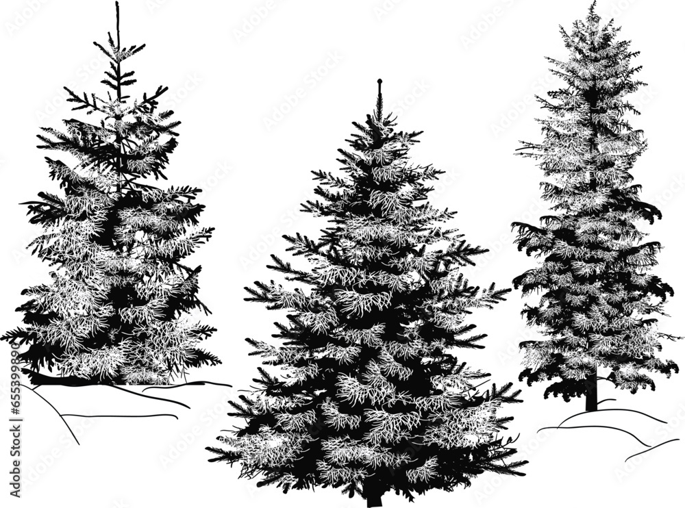 Wall mural three winter firs set isolated on white