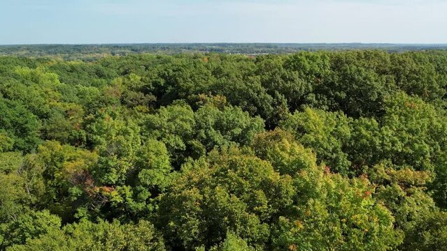 Overhead view Partially Fall Trees - Michigan lush trees