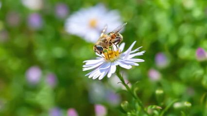 Bee on a flower. A bee collects nectar on an aster flower