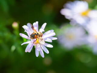 Obraz premium Wasp on a flower. A wasp collects nectar from an aster flower. Close-up of a wasp on aster bushes