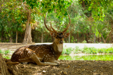 Wild South Texas Axis, Chital, or spotted Deer Buck.