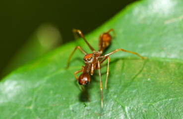 Super macro of male Kerengga ant-like jumper (Myrmarachne plataleoides) who pretend himself like Red ant in nature in Thailand.