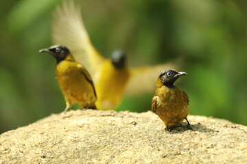 Sooty-headed Bulbul Pycnonotus aurigaster come and bathe in the wells along the rocks