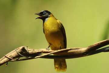 Sooty-headed Bulbul Pycnonotus aurigaster come and bathe in the wells along the rocks