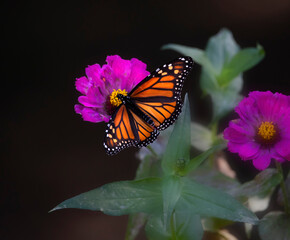 monarch butterfly on flower