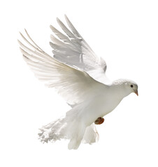 pure white pigeon with lush tail in flight