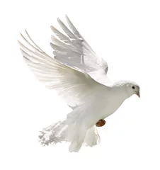 Foto op Canvas pure white pigeon with lush tail in flight © Alexander Potapov