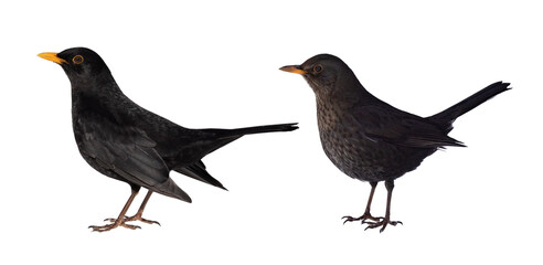 common blackbird male and female isolated on white