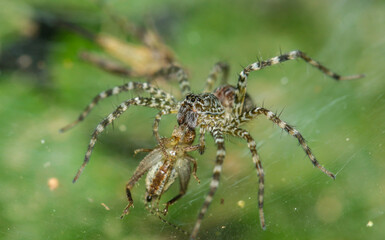 Wolf spider in Thailand forest