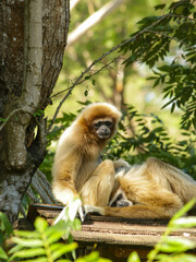 gibbon on tree