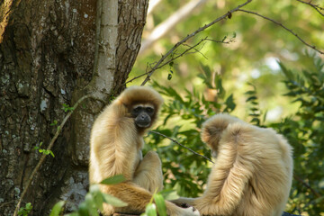 gibbon on tree