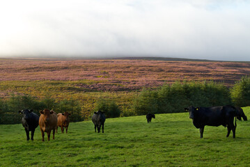 Brown and black cows in a meadow at the foot of the Comeragh mountains, in the background heather blooming on the mountain slope