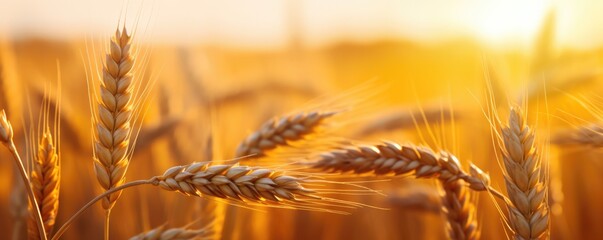 Close up view on wheat field during nice sunny golden hour banner panorama. Generative Ai. - obrazy, fototapety, plakaty