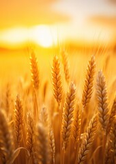 Fototapeta premium Close up view on wheat field with golden sunset light during sunny summer day. Generative Ai.