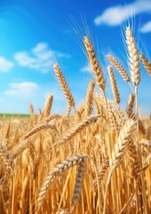 Fototapeta premium Close up view on wheat field during nice sunny golden hour. Generative Ai.