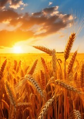 Close up view on wheat field with golden sunset light during sunny summer day. Generative Ai. - obrazy, fototapety, plakaty