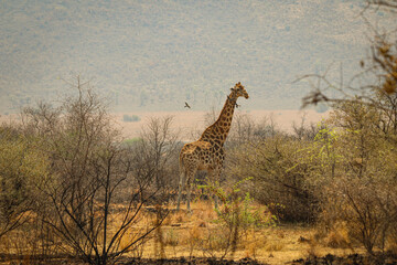 Giraffe (Giraffa) wartet auf die Vögel, Rotschnabel-Madenhacker, im Pilanes Nationalpark