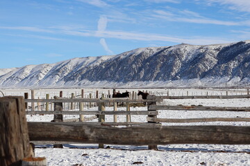 Horse View in the Mountains of Utah on a ranch