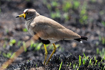 Senegal-Lappenkiebitz, Afrikanischer Lappenkiebitz (Vanellus senegallus)