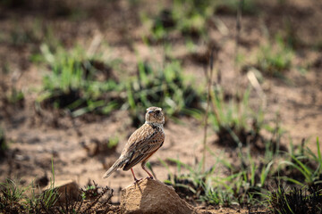 Savannenlerche (Calendulauda africanoides) sitzt auf einen kleinen Stein und dreht sich um