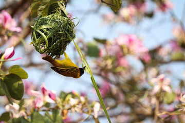 Männlicher Webervogel (Maskenweber)  schneidet ein Grashalm mit seinem Schnabel | Male weaver bird...