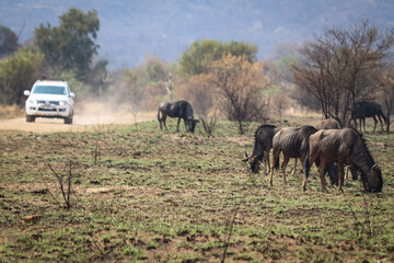 Gnus im Pilanesberg Nationalpark