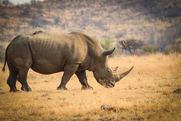 Nashorn (Rhinocerotidae) beim fressen in der Steppe. Auf dem Rücken sitzt ein Rotschnabel-Madenhacker und ein anderer ist im Landeanflug.
