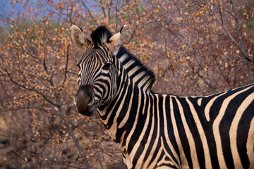 Zebras (Hippotigris) Pilanesberg Nationalpark