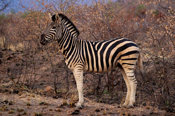 Fototapeta na wymiar Zebras (Hippotigris) Pilanesberg Nationalpark