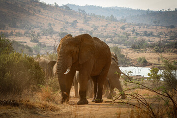 Elephant (Elephantidae) nach einem Bad beobachtet die Besucher des Pilanes Nationalpark