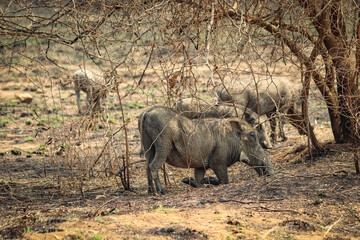 Ein Warzenschwein (Phacochoerus africanus) kniet sich unter einem Busch für die Nahrungsuche hin