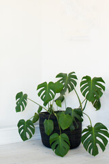 Beautiful swiss cheese plant with white background