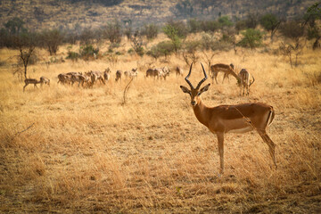Ein  Impala (Aepyceros) hält den Beobachter gut im Auge, während er über seine Herde wacht, die friedlich in der Abendsonne frisst.