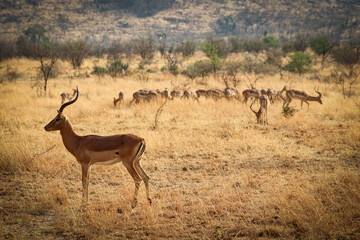 Ein Impala (Aepyceros) wacht über seine Herde die friedlich in der Abendsonne frisst.