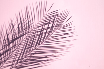 Obraz premium Palm Leaf