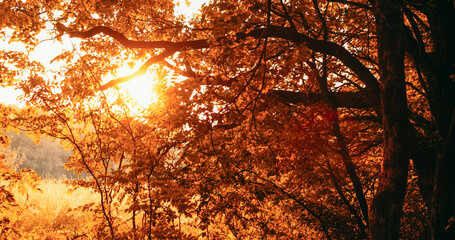 Autumn nature background. Forest sunrise. Morning countryside landscape. Yellow warm atmosphere fall season trees foliage meadow grass in lens flare light.