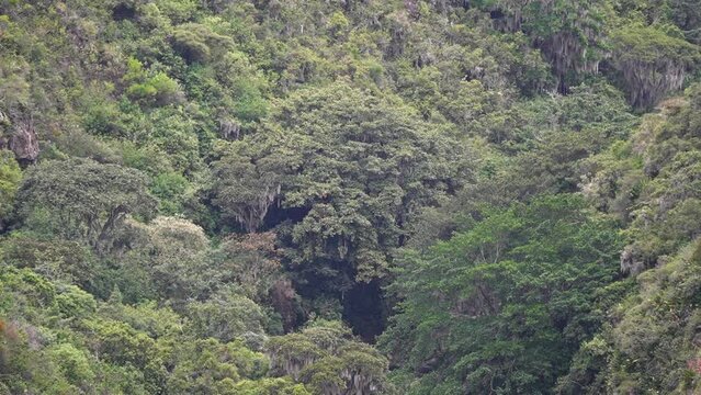 deep valley with rainforst at Oso Andino reserve, a place where spectacled bears can be found in Ecuador.