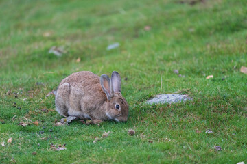 Rabbit in the grass