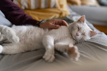 sick white cat sleeping on a gray sofa, enjoys the caresses of a human hand - obrazy, fototapety, plakaty