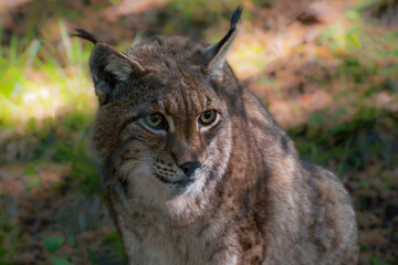 Luchs im Abendlicht