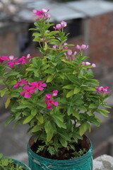 Fototapeta na wymiar pink flowers in pots