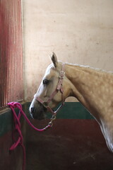 portrait of a horse haltered