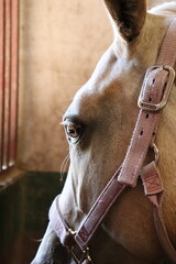 Horse and Halter
