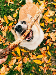 Corgi dog chews a stick in the autumn forest