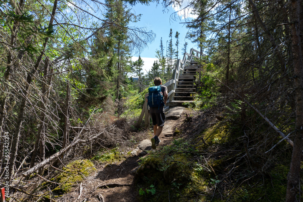 Wall mural hiker in forest wooden trail scenic quebec